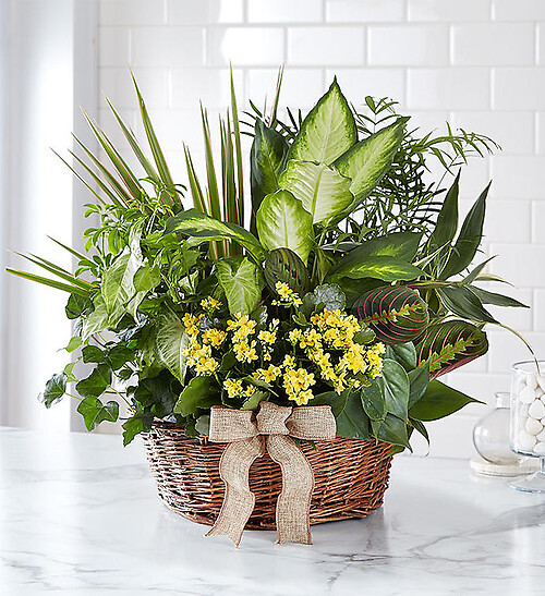 Thinking of You Dish Garden