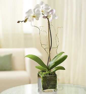 Elegant Orchid